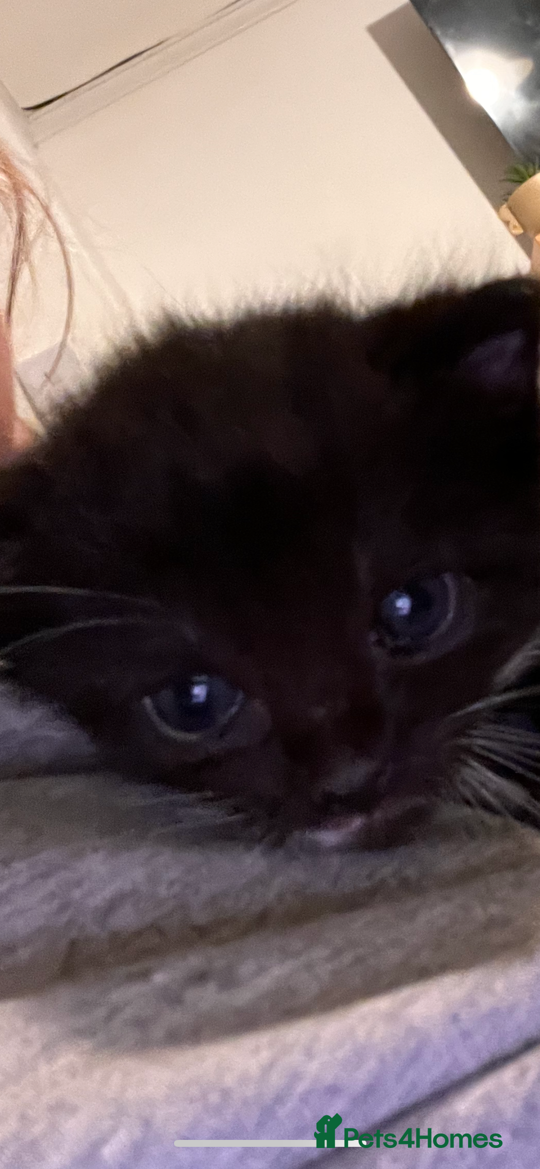 Abyssinian cats for sale: Abyssinian/ ragdoll kittens  - Image 1