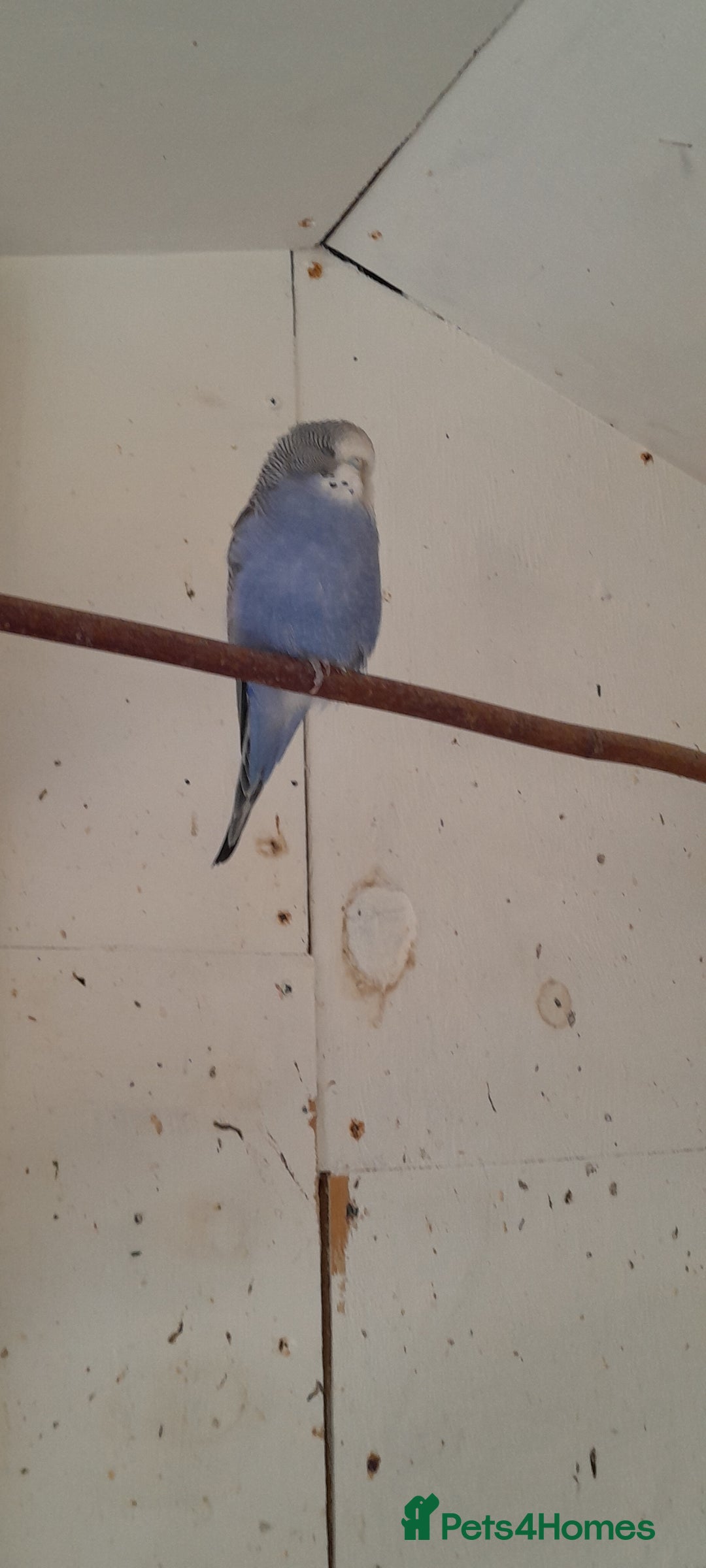 Budgerigars birds for sale: Budgies  - Image 4