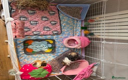 Guinea Pig rodents for sale: 3 female guinea pigs - Image 12