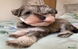 Miniature Schnauzer dogs for sale: KC BVA/MAC Chocolate Pepper Mini Schnauzers - Image 2