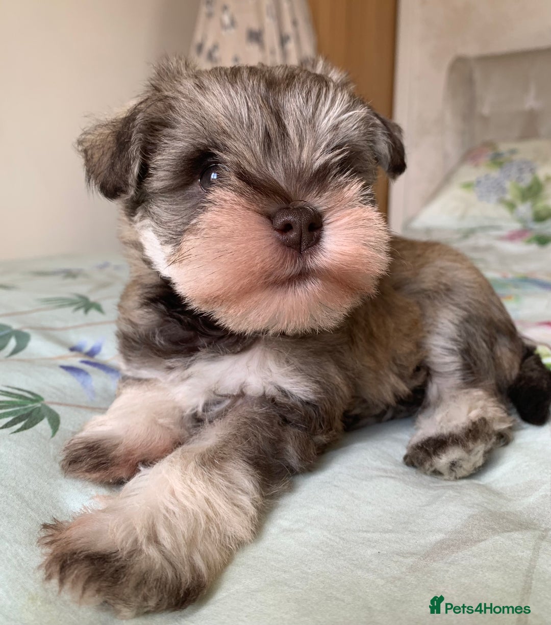 Miniature Schnauzer dogs for sale: KC BVA/MAC Chocolate Pepper Mini Schnauzers - Image 2