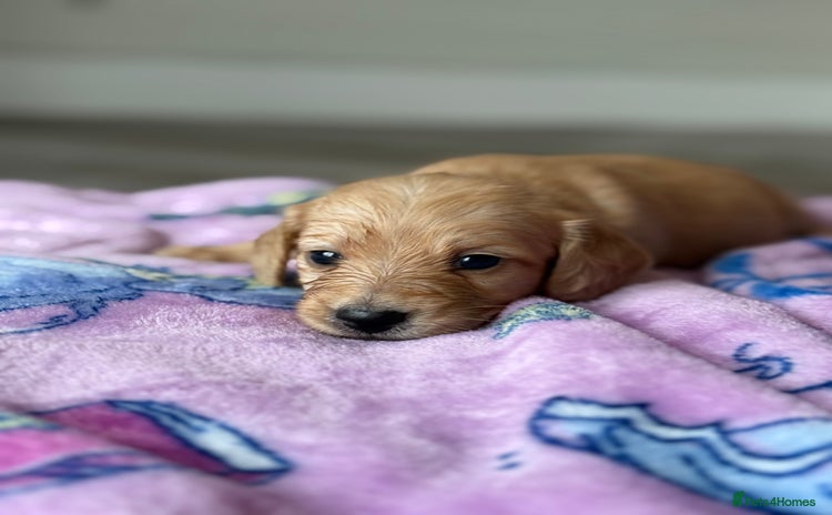 Miniature Dachshund dogs - Advert 3