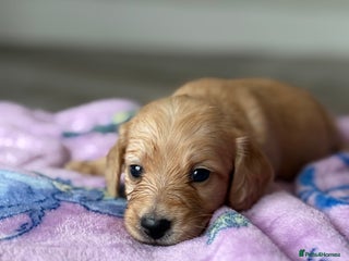 Miniature Dachshund dogs - Advert 1