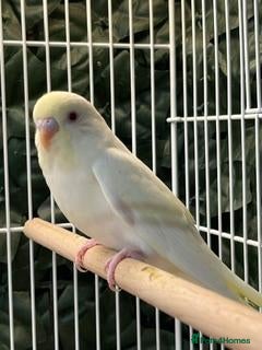 Budgerigars birds baby budgies canarys parrotlets - Advert 19