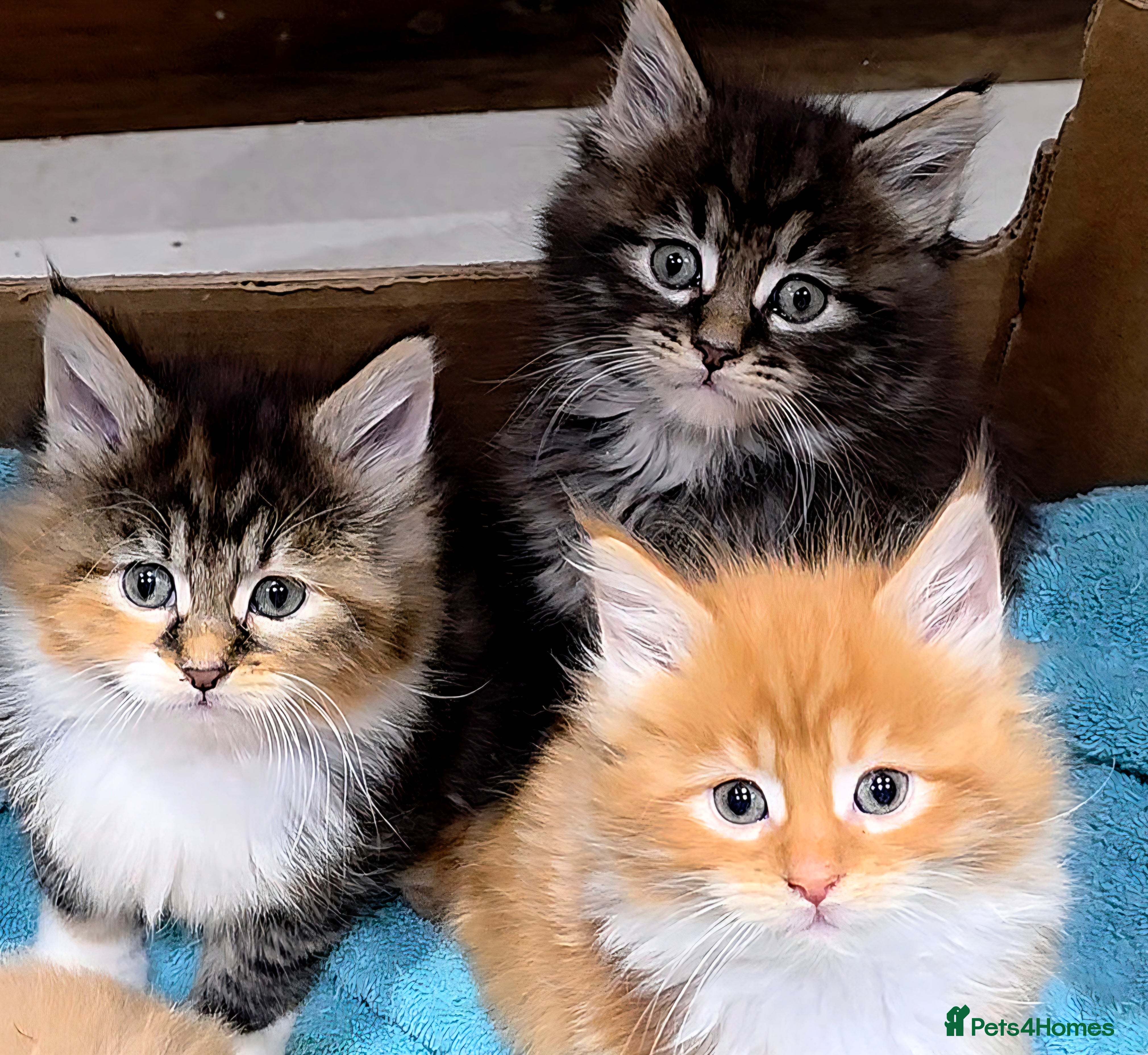 Maine Coon cats 3 Fluffy Maine Coon Kittens left!!! - Advert 18