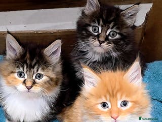 Maine Coon cats 3 Fluffy Maine Coon Kittens left!!! - Advert 18