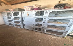 Guinea Pig rodents for sale: Lots of Guinea Pigs Always available!  - Image 8