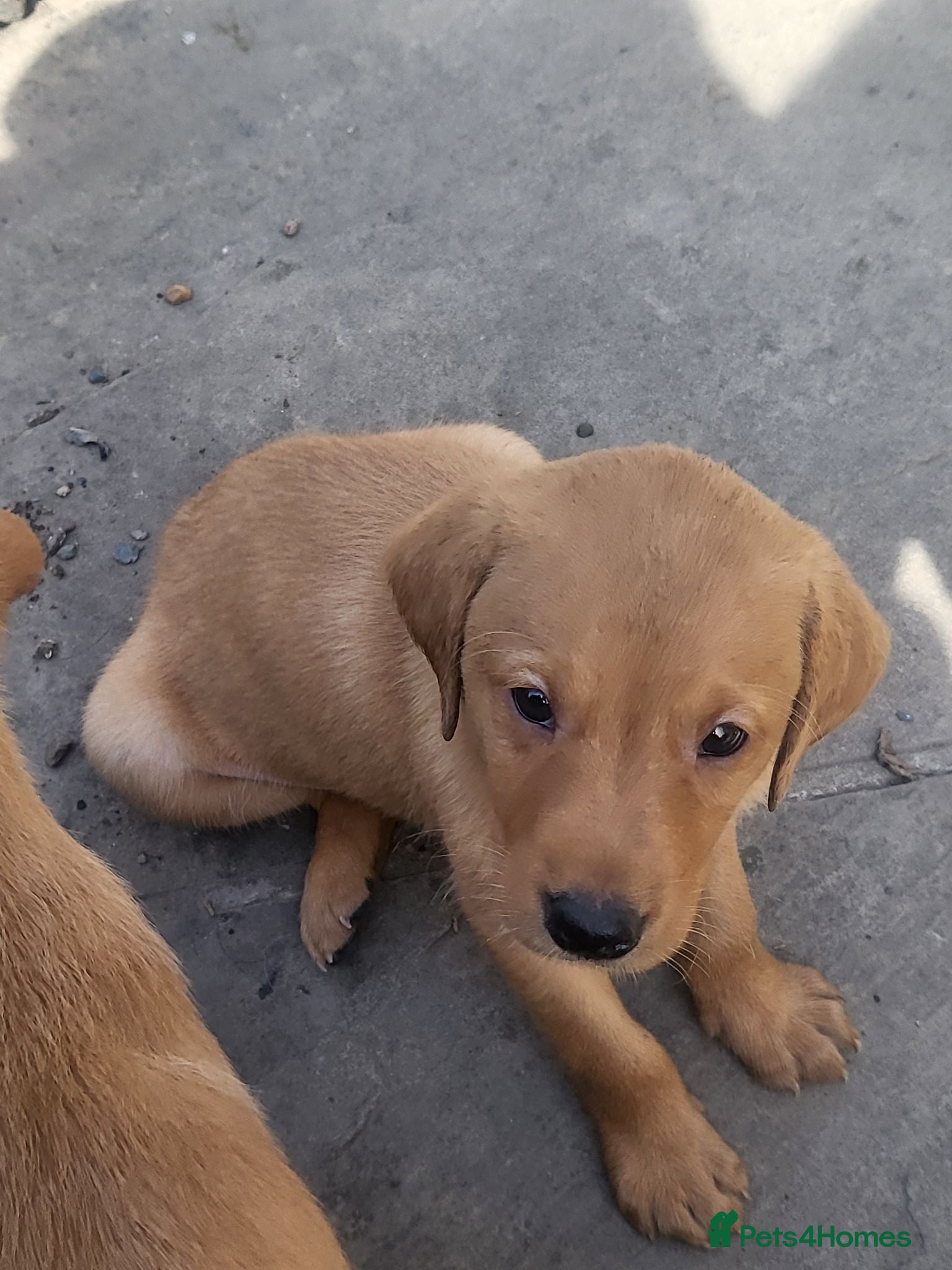 Labrador Retriever dogs Fox Red Labradors, KC registered, Health Checked. - Advert 2