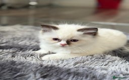 Ragdoll cats for sale: Fully Traceable Traditional Ragdoll Kittens - Advert 24