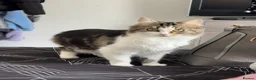 Mixed Breed cats for sale: 2 cats looking for forever home  - Advert 7