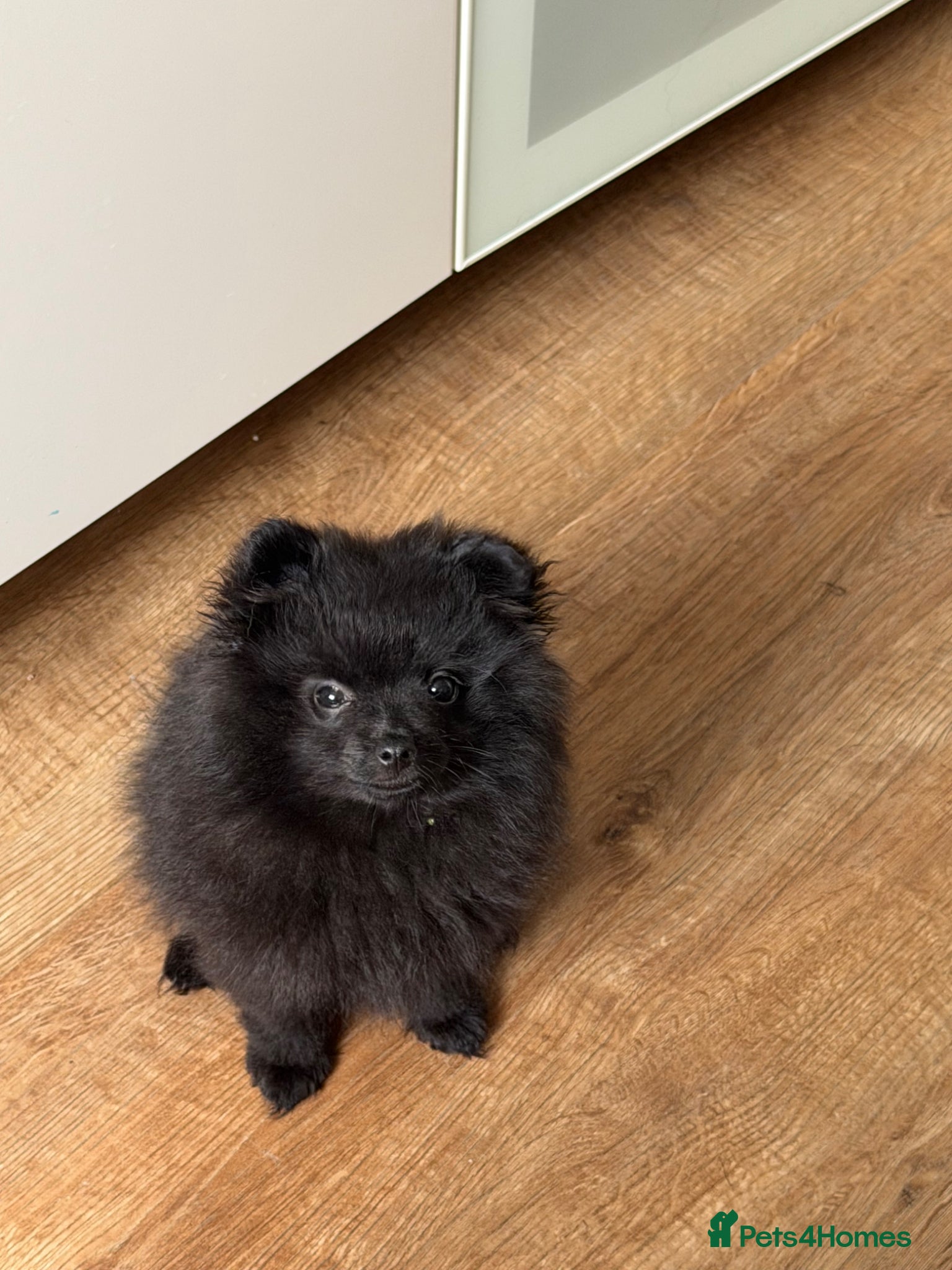Pomeranian dogs Beautiful Pomeranian puppies ready soon - Advert 11
