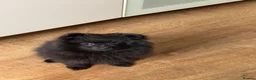 Pomeranian dogs for sale: Beautiful Pomeranian puppies ready soon - Advert 1