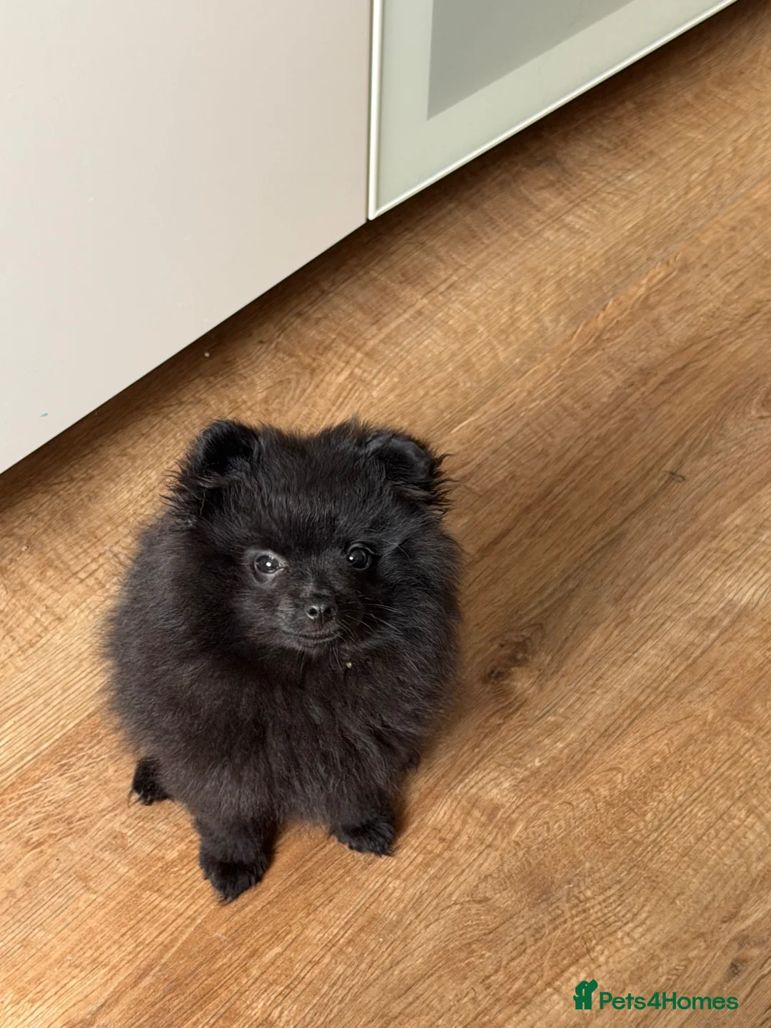 Pomeranian dogs for sale: Beautiful Pomeranian puppies ready soon - Advert 1