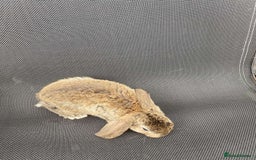 French Lop rabbits for sale: Baby lops in Hexham - Image 20