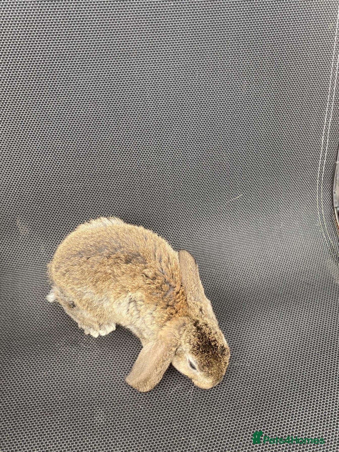 French Lop rabbits for sale: Baby lops in Hexham - Image 20