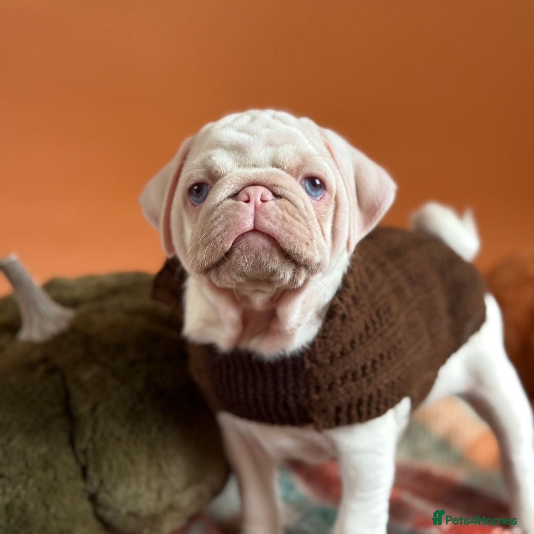 Pug dogs for sale: Pink Pug Puppies Available - Image 3