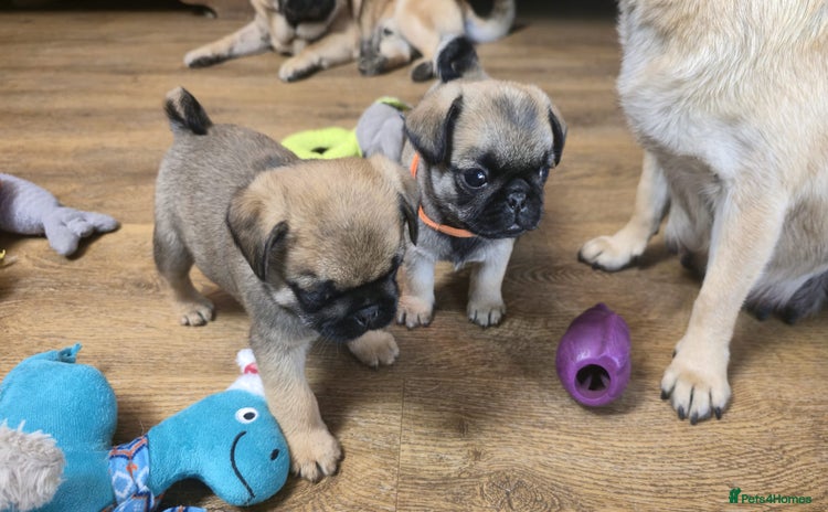Pug dogs - Advert 2