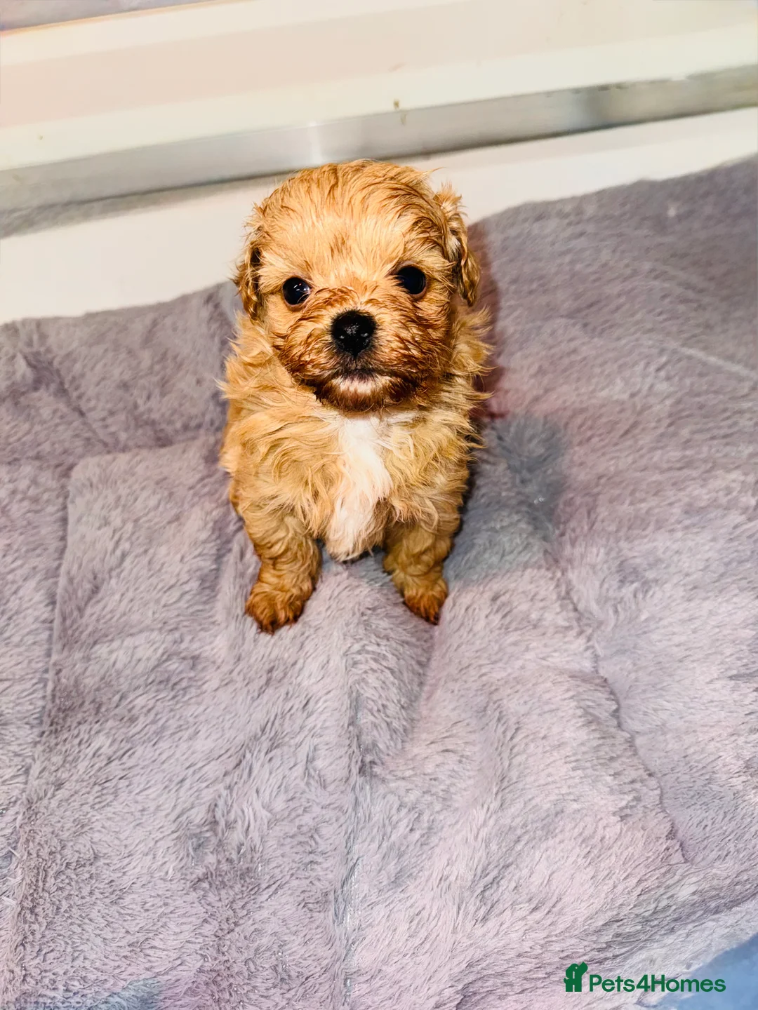 Maltipoo dogs for sale:    Beautiful Korean Maltipoo Puppies – 5 Week Old  - Advert 10