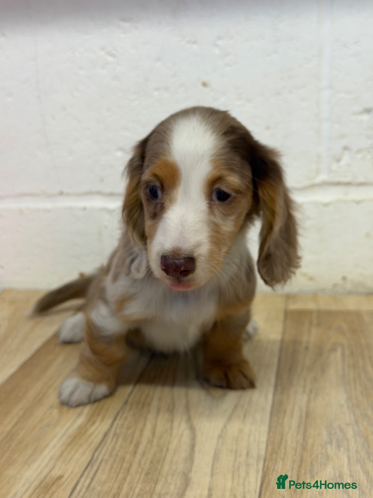Miniature Dachshund dogs 1. beautiful dapple girl left  - Advert 11