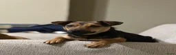 Patterjack dogs for sale:  patterjack puppies  - Advert 3