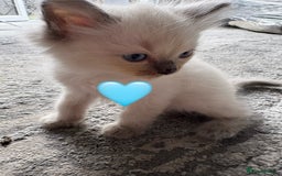 Ragdoll cats for sale: 6 blue point ragdolls for sale 5 boys 1 girl  - Image 7