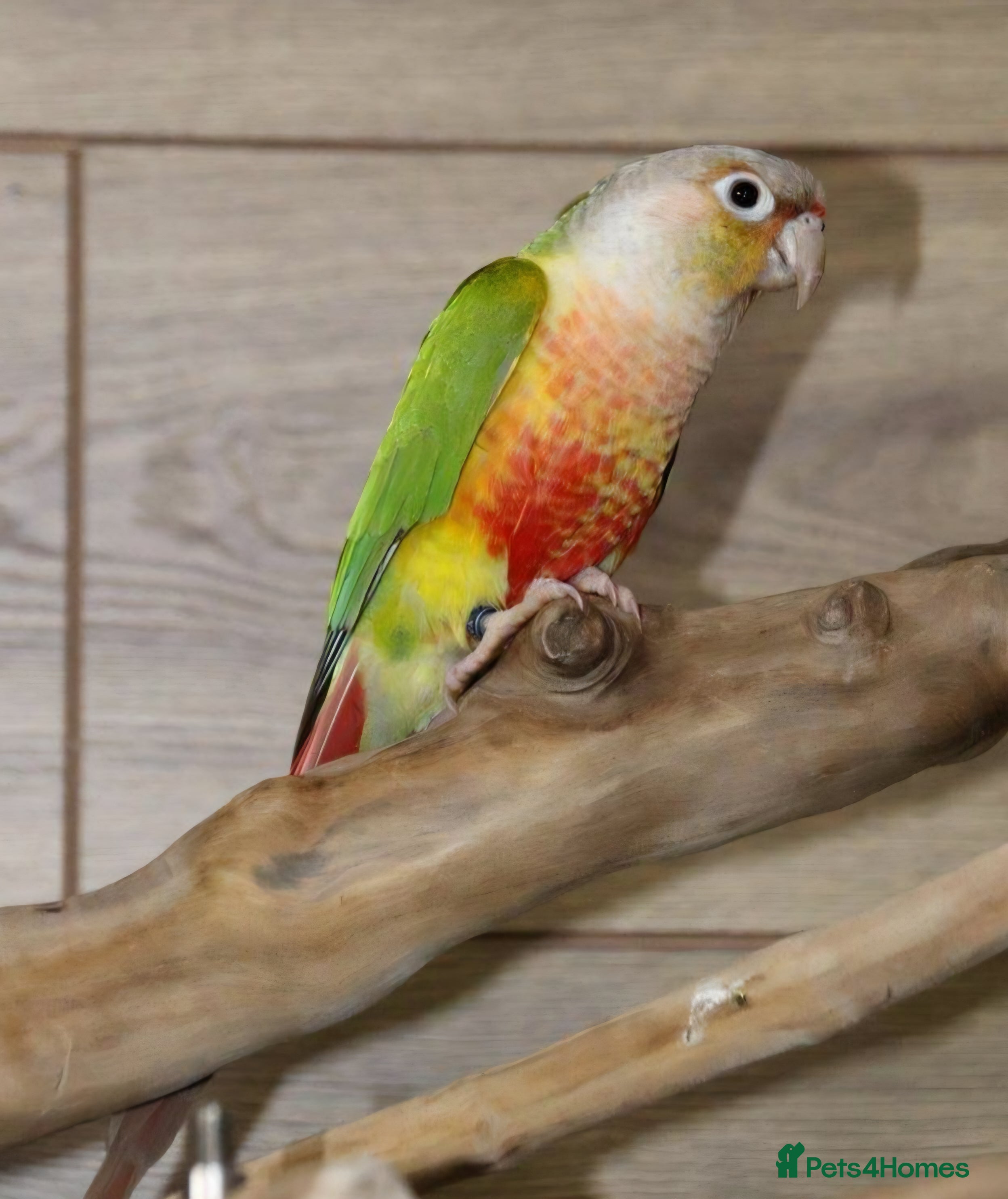 Conures birds Conures for sale  - Advert 1