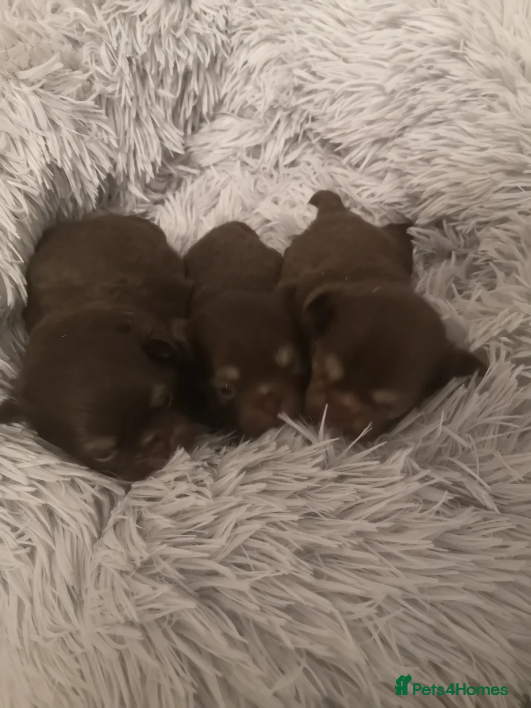Chihuahua dogs for sale: Long haired chihuahua puppies - Advert 8