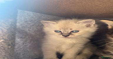 Ragdoll cats - Advert 4