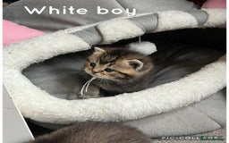 British Shorthair cats for sale: British shorthair kittens - Image 13