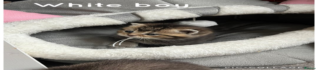 British Shorthair white collar