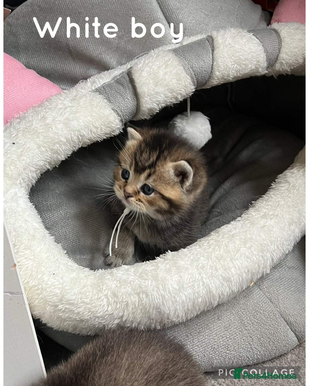 British Shorthair cats for sale: British shorthair kittens - Image 13