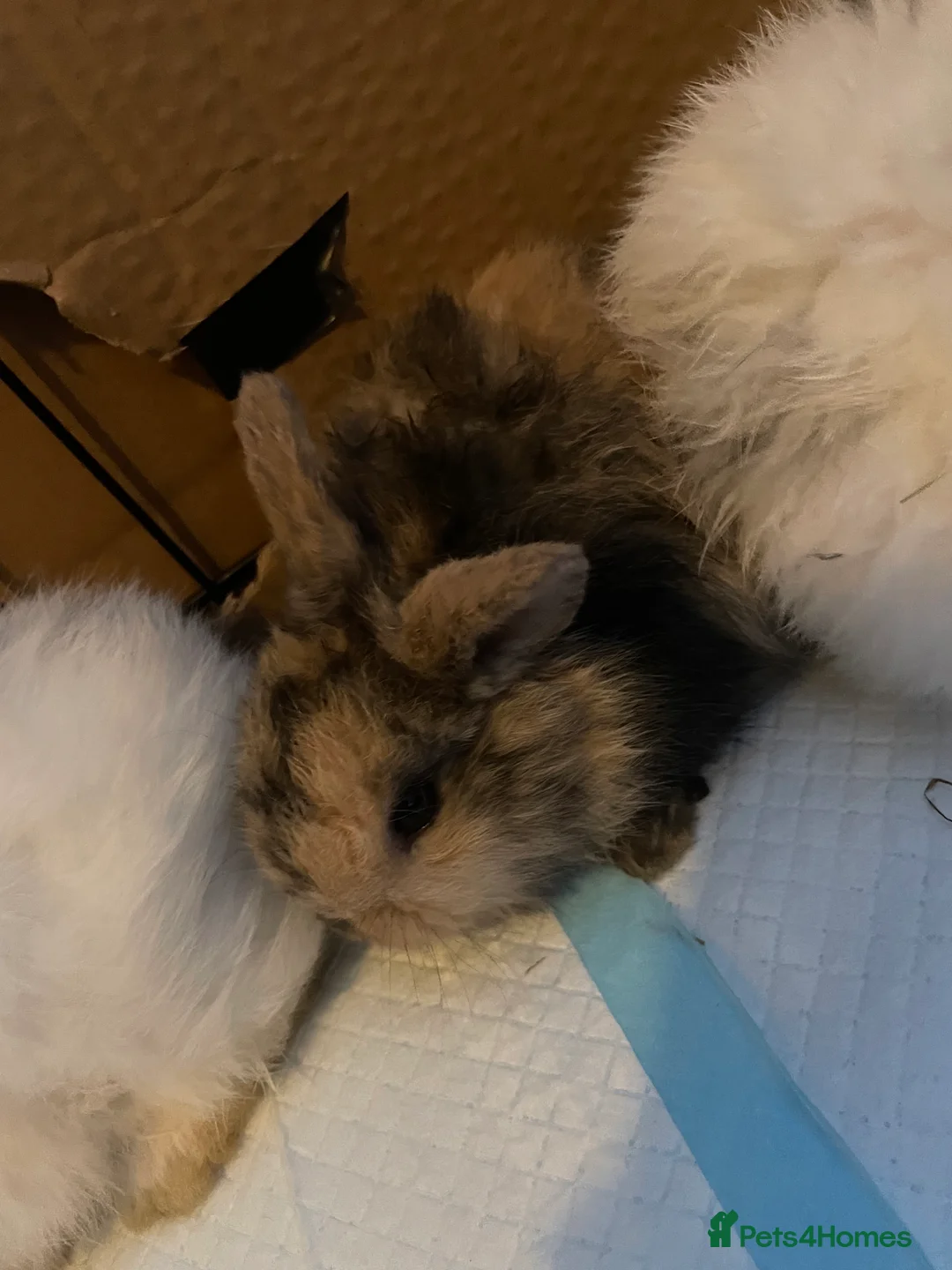 Mini Lion Lop rabbits for sale: 4 baby bunnies - Advert 7