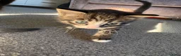 Mixed Breed cats for sale: 3 kittens for sale  - Advert 22