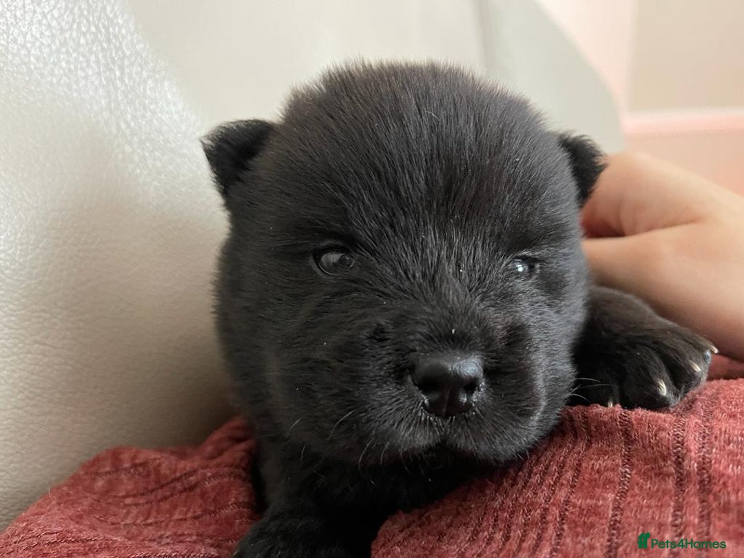 Chow Chow dogs for stud: Chow Chow Studs (Ragsbagsandbear Mating Services) - Advert 12