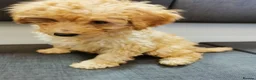 Toy Poodle dogs for sale:  READY TO LEAVE fully vaccinated kc regstrd GIRL - Advert 8