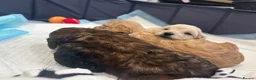 Mixed Breed dogs for sale: Shihpoo x Cockapoo little girl looking for 🏡 in Prenton - Advert 10