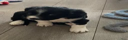 Mixed Breed dogs for sale: The cutest things looking for loving homes - Advert 9