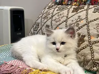 Ragdoll cats Pure breed bluepoint ragdolls in London - Advert 1