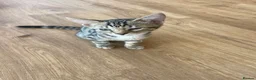 Bengal cats for sale: Bengal X - Advert 12