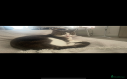 Mixed Breed cats for sale: FOR FREE -Male cat looking for new home  - Image 1