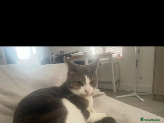 Mixed Breed cats for sale - Advert 1