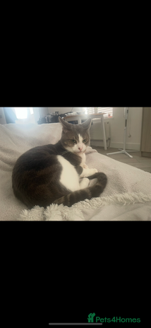 Mixed Breed cats - Advert 2