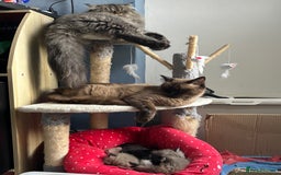 Perdoll cats for sale: Luxury Perdoll Kittens Available To Reserve  - Image 8