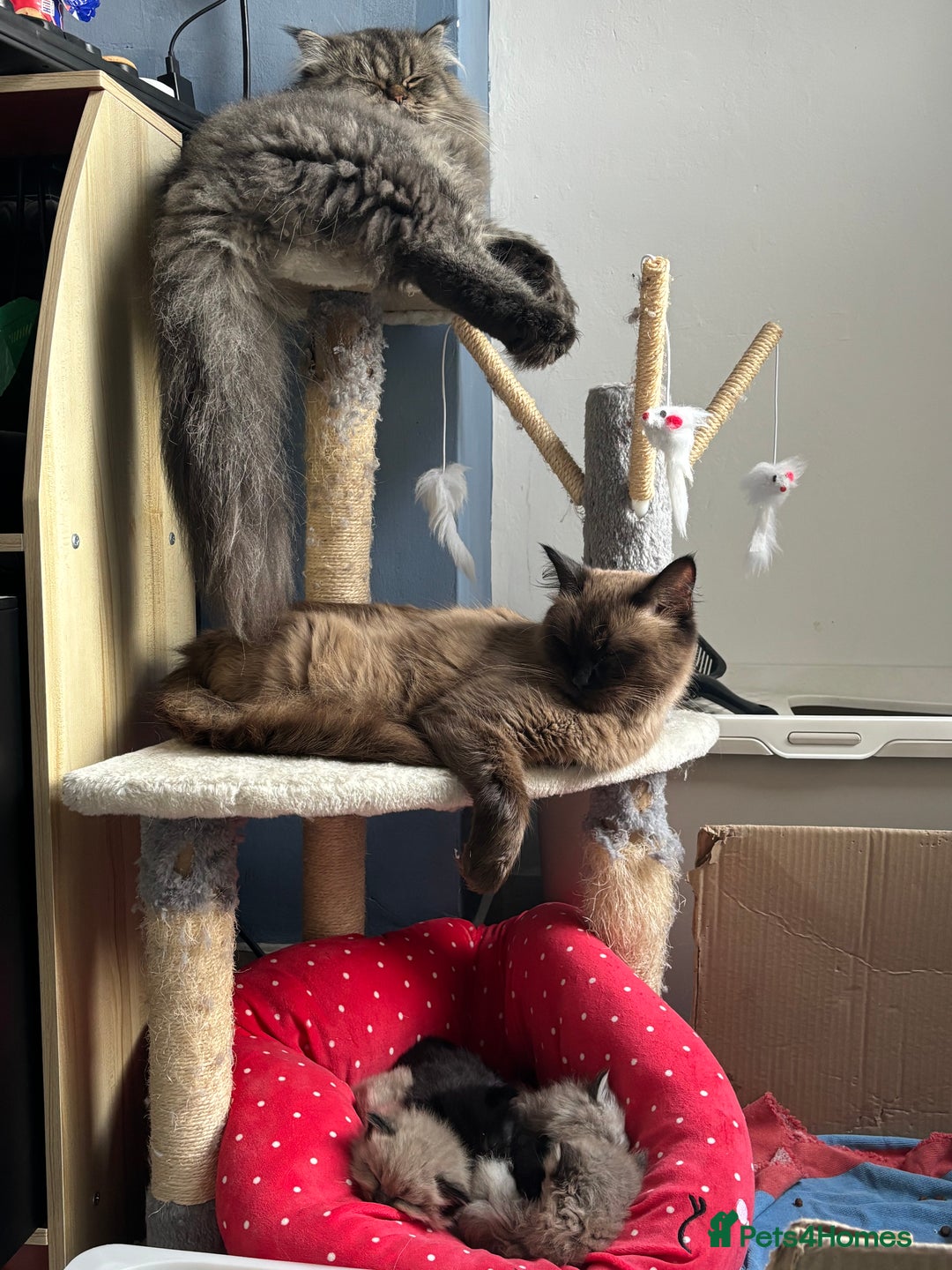 Perdoll cats for sale: Luxury Perdoll Kittens Available To Reserve  - Image 8