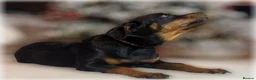 Rottweiler dogs for sale: ROTTWEILER PUPPIES. KC REGISTERED. FREE INSURANCE. - Advert 37