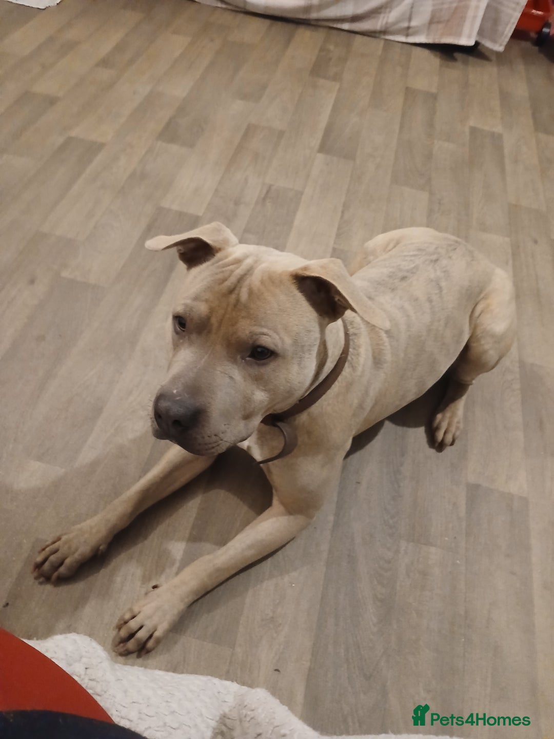 Mixed Breed dogs for sale: Rocky - Advert 1