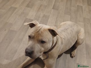 Mixed Breed dogs Rocky - Advert 3