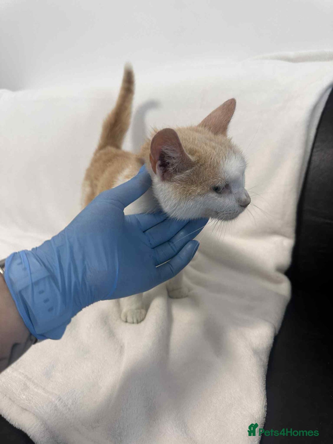 Mixed Breed cats for adoption: 💍Pearl💍is looking for her forever home!  - Image 3
