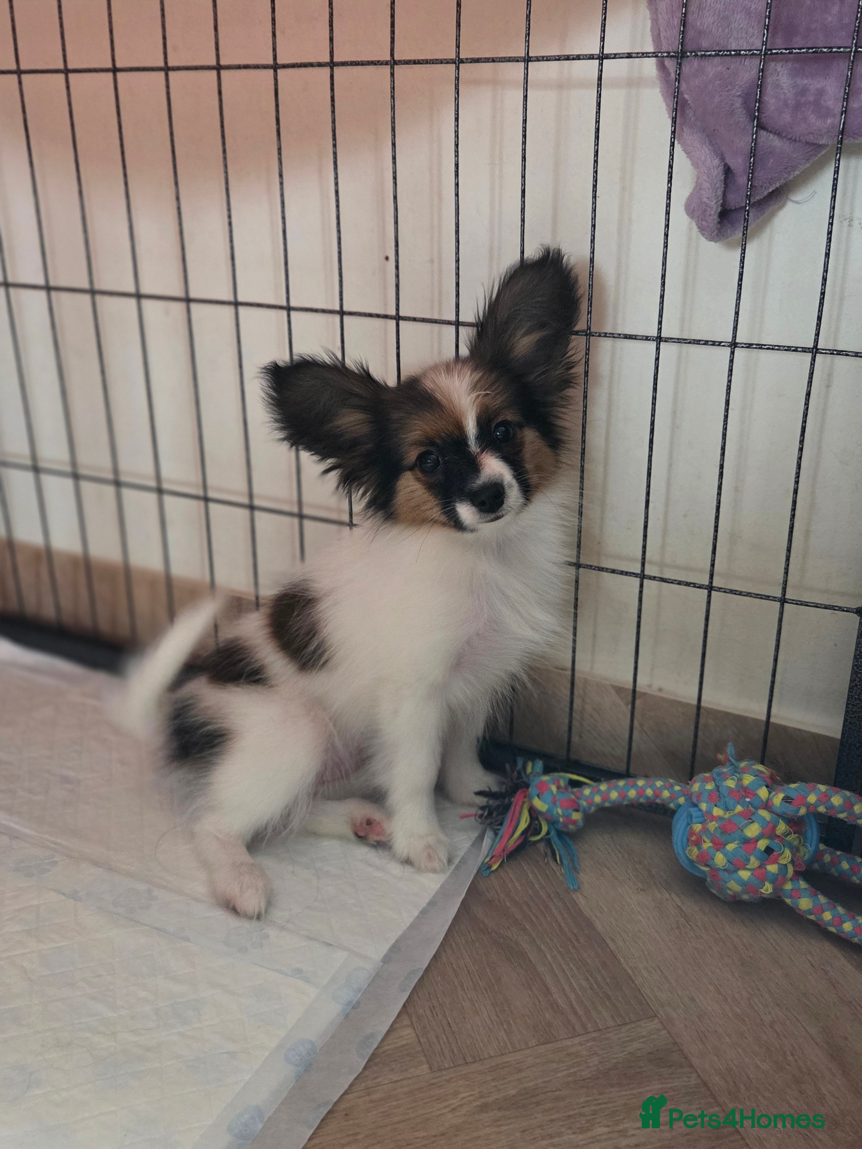 Papillon dogs Papillon girl - Advert 16