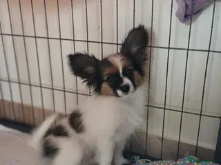 Papillon dogs Papillon girl - Advert 6